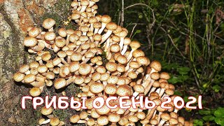 Охота на белые грибы 2021. Грибные места Берлина. Поход за грибами 2021. Сбор грибов.