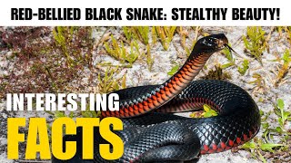Red-Bellied Black Snake: Stealthy Beauty! | The Beast World