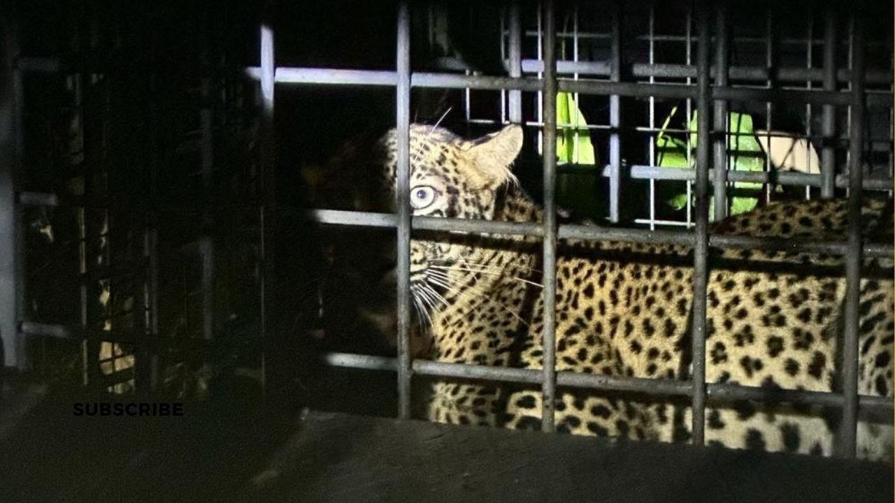 പാക്കണ്ടത്തിൽ പിടികിട്ടാ പുള്ളി പുലി പിടിയിൽ | കൂടെൽ | പത്തനംതിട്ട