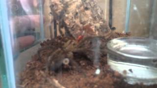 Cupiennius Salei Feeding