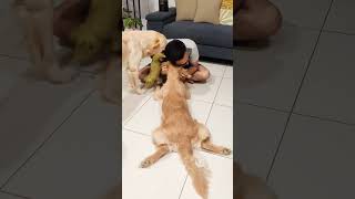 When dad pretends to ignore Eva 😃#shorts#goldenretriever #dog #pets  #funny  #cute