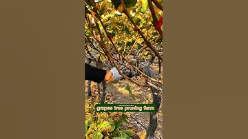 grapes tree pruning#grapenation #grapecare #grapepruning #grapevine