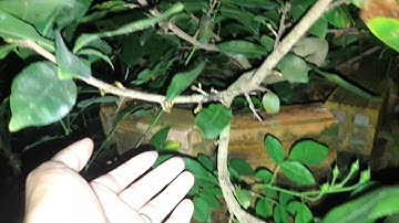 hoa mai cúc bi tiên sinh nở một vài bông, mời quý cô chú, anh chị cùng xem nút nụ trên cây