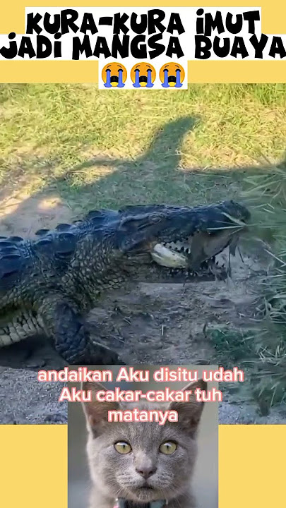 Kura-kura yang malang 😭😭😭