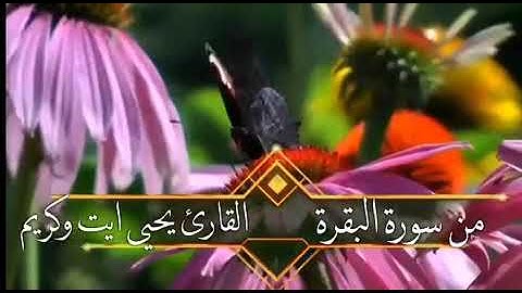 تلاوة خاشعة بصوت القارئ يحيى ايت وكريم - سورة البقرة