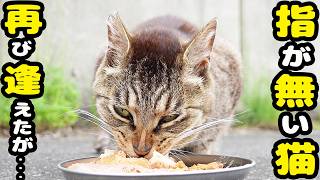 長期行方不明だった指が無い猫に逢えたが・・・ 警戒心が高く雰囲気が変わっていた・・・さくらねこへのエサやり【視聴だけでも猫を助けることになります】支援者様 視聴者様 猫たちに神のご加護を！