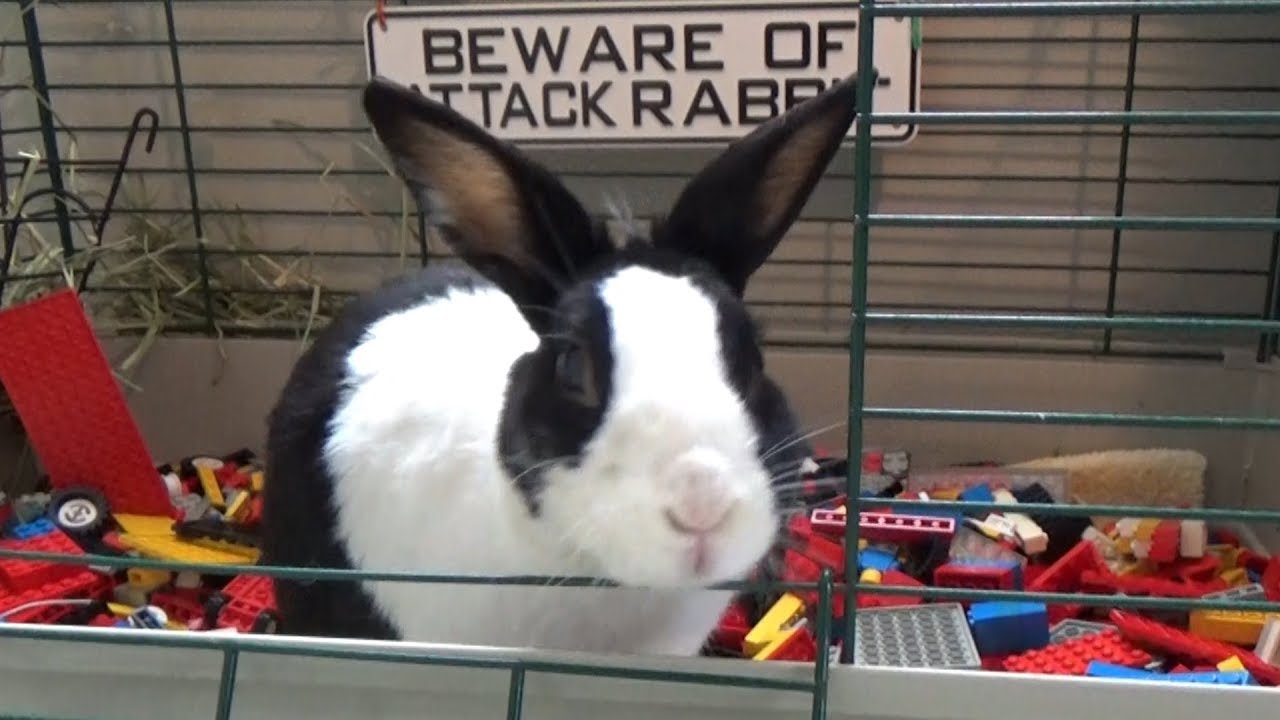Prank Rabbits Rabbit Lego prank! - YouTube