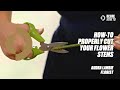 Howto properly cut your flower stems  florist audra lambie