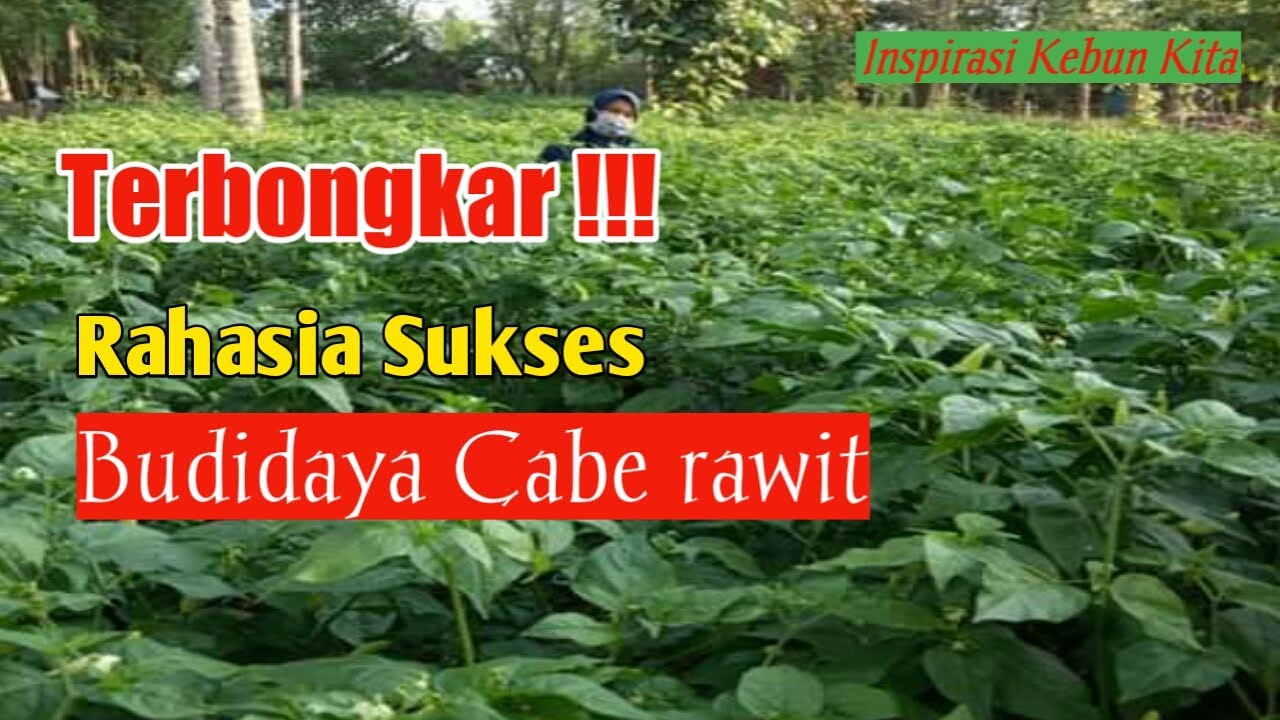 Rahasia Sukses Budidaya Cabe rawit 