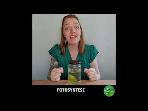 Video: Kan du se fotosyntese?