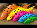 Amazing Catch Catfish &amp; Colorful Surprise Eggs, Shrimp, Turtles, Ornamental Fish, Ranchu Fish, Koi