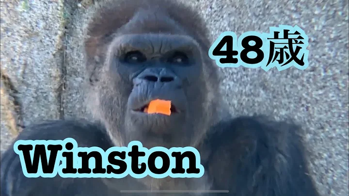 Gorilla 🦍 Winston family lunch time❤️🦍ゴリラ　ウィンストン家族