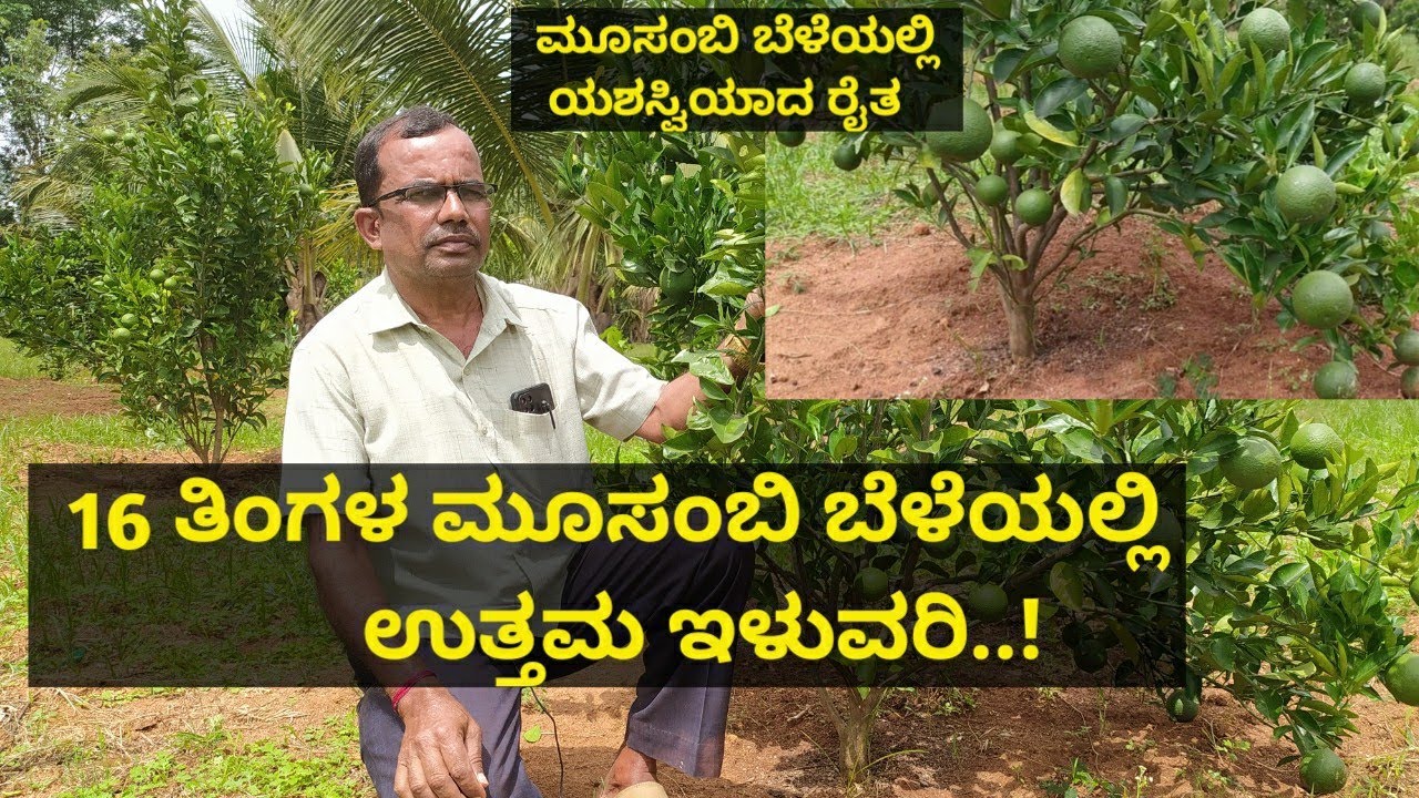 ಕೇವಲ 16 ತಿಂಗಳ ಮೂಸಂಬಿ ಬೆಳೆಯಲ್ಲಿ ಅದ್ಭುತ ಇಳುವರಿ..! ಅಂತರ ಬೆಳೆಯಾಗಿ ಮೂಸಂಬಿ ಉತ್ತಮ ಆದಾಯ ತಂದುಕೊಡುತ್ತದೆ..!