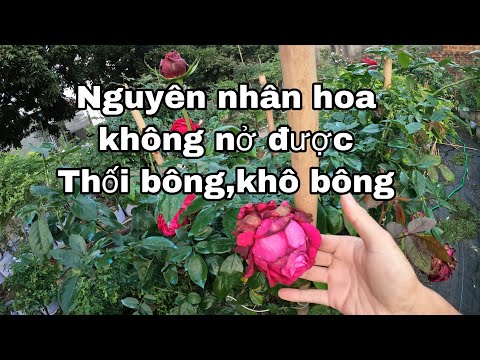 Video: Tại sao Marbury không nhận được hoa hồng của mình?