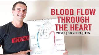 Blood Flow Through the Heart | Simple Diagram