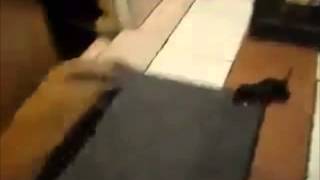 Thug Rat