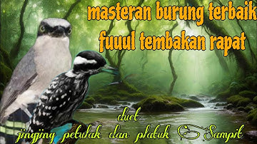 Fuuul tembakan rapat dan panjang 🔥🔥 jingjing petulak dan platuk Sampit