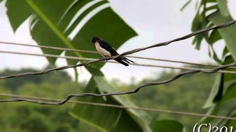 Red Rumped Swallow Preening