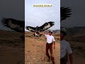 Golden Eagle: The Sky’s Most Powerful Predator! 🦅🔥#eagles #nature #wildlife