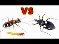 當金斑虎甲遇到刺客蟲和面包蟲，會發生什麽？assassin bug VS tiger beetle VS Meal worm