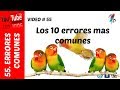 10 errores comunes - Aviario Diario