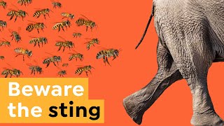 How Angry Bees Save Elephant Lives | Back from the Brink