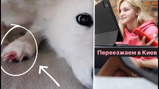 VLOG Луна поранила лапку 🥺, ищем квартиру 🏠, грустная новость по переезду в Киев 😔