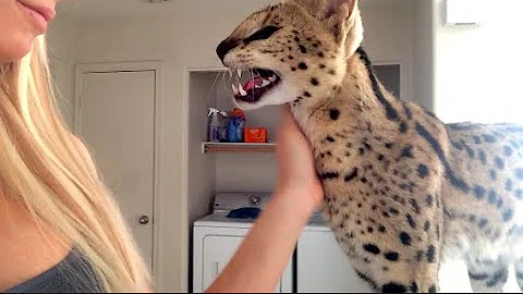 Watch the video about Cat Saying Momma