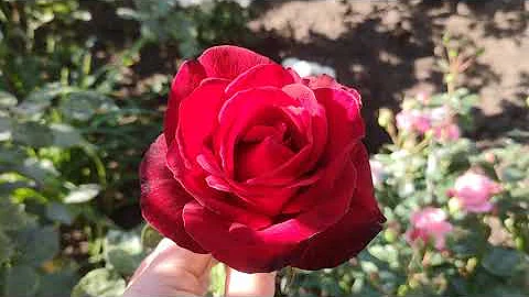 Как отличить чайно -гибридную розу. Обрезка чайно - гибридной розы 🌹
