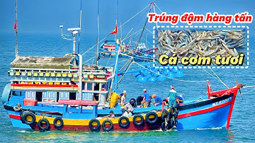 Trúng Đậm Cá Cơm! Ghe Pha Cà Ná Vào Cảng La Gi Bán Sạch Trong Vài Giờ!