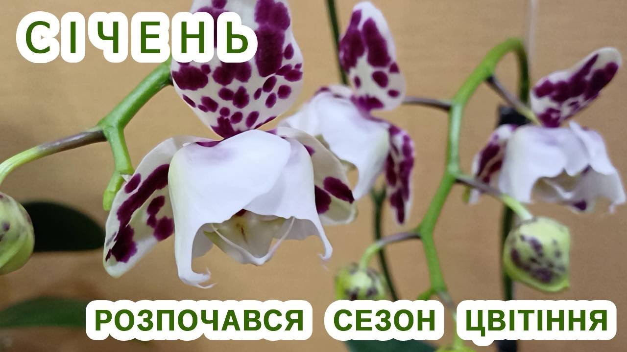 Січень 2026,  розпочався сезон зимового цвітіння орхідей фаленопсисів