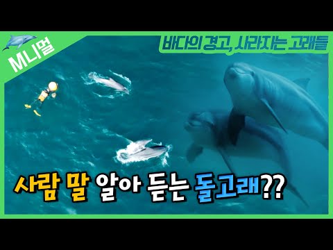 [M니멀] 돌고래 IQ 80이라더니.. 사람 말까지 알아 듣는다?🦈｜Jeju women divers and a dolphin share the sea