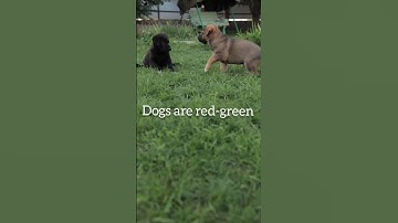 Thumbnail of Are dogs color blind?