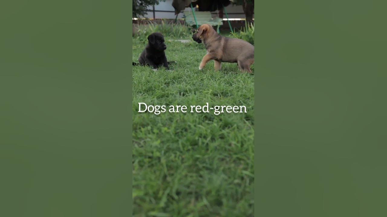 Are dogs color blind?