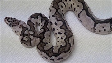 2019 1 Female VPI Axanthic Pastel Clown Ball Python