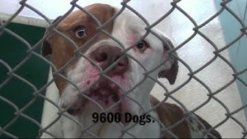 Pet Euthanasia: The Facts