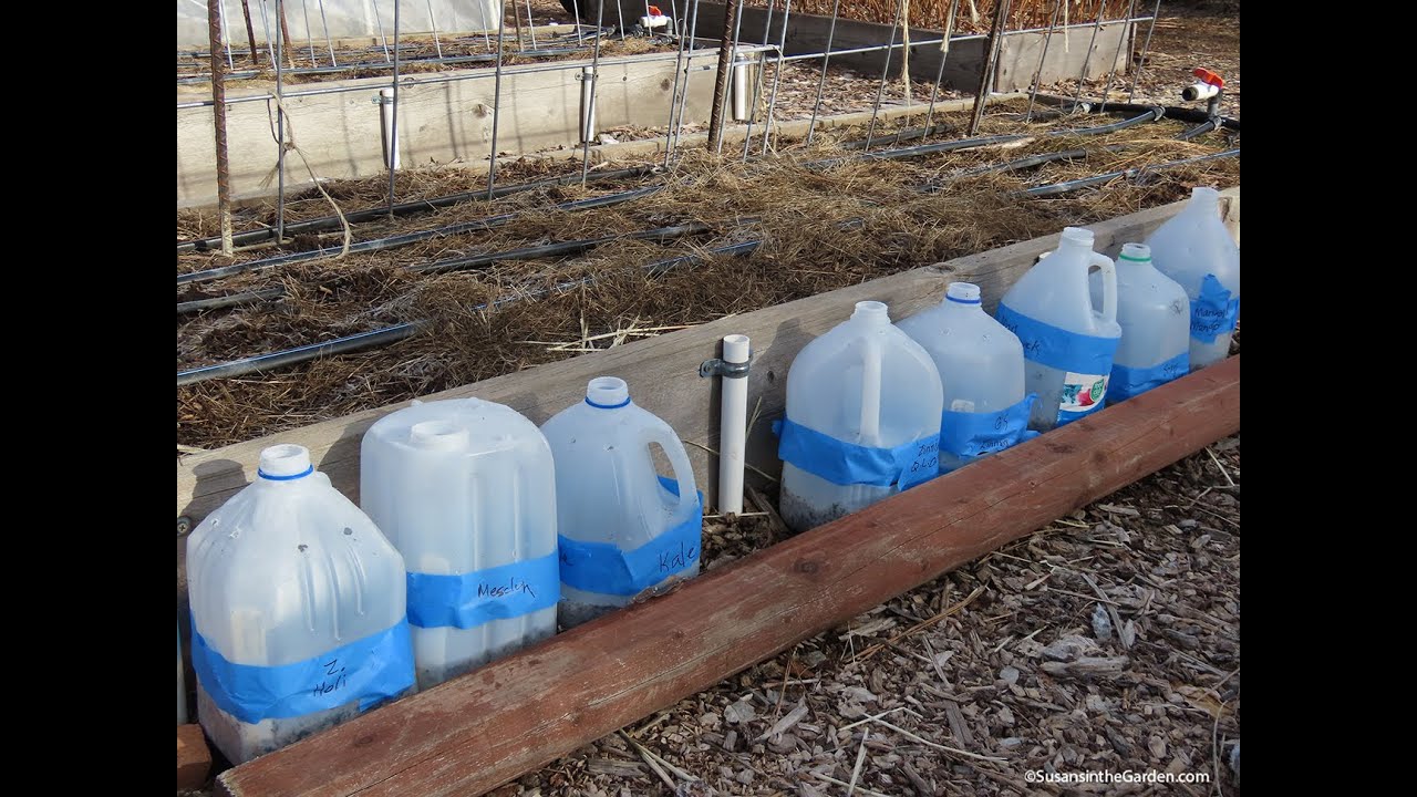 Winter Sowing (2026) #5