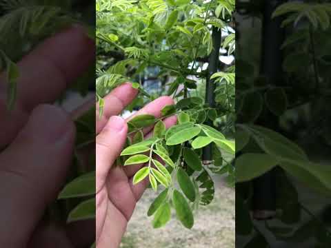 Video: Mis on Sophora Japonica – tutvuge Jaapani pagoodipuude hooldamisega