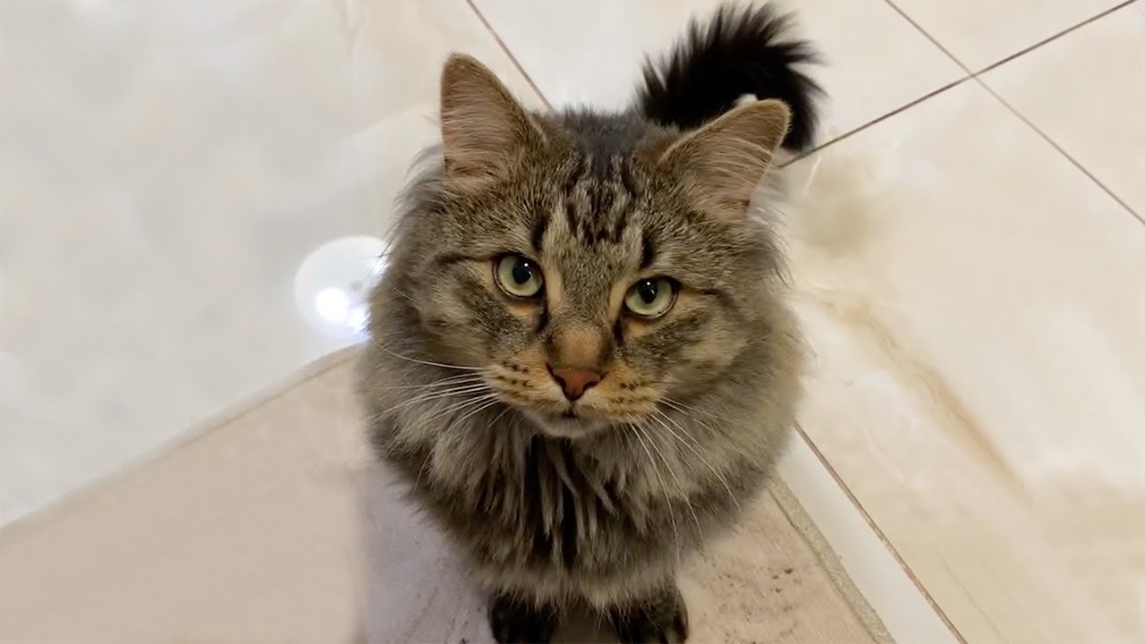 I Adopted a Siberian Cat! My Cat's First Week at Home!