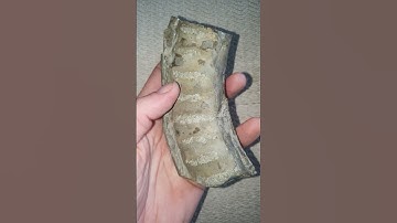 Chunk off a huge ammonite from the durassic coast #fossil #ammonite #fossilhunter #fossils #shorts
