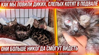 Я в ужасе. Котята уже никогда не смогут видеть. Вирус съел их глаза. Спасение слепых котят с подвала