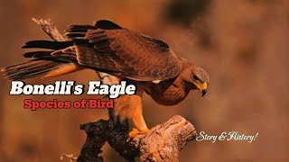 Bonelli's Eagle:  The crestless hawk-eagle |  It is a specialist predator of certain birds