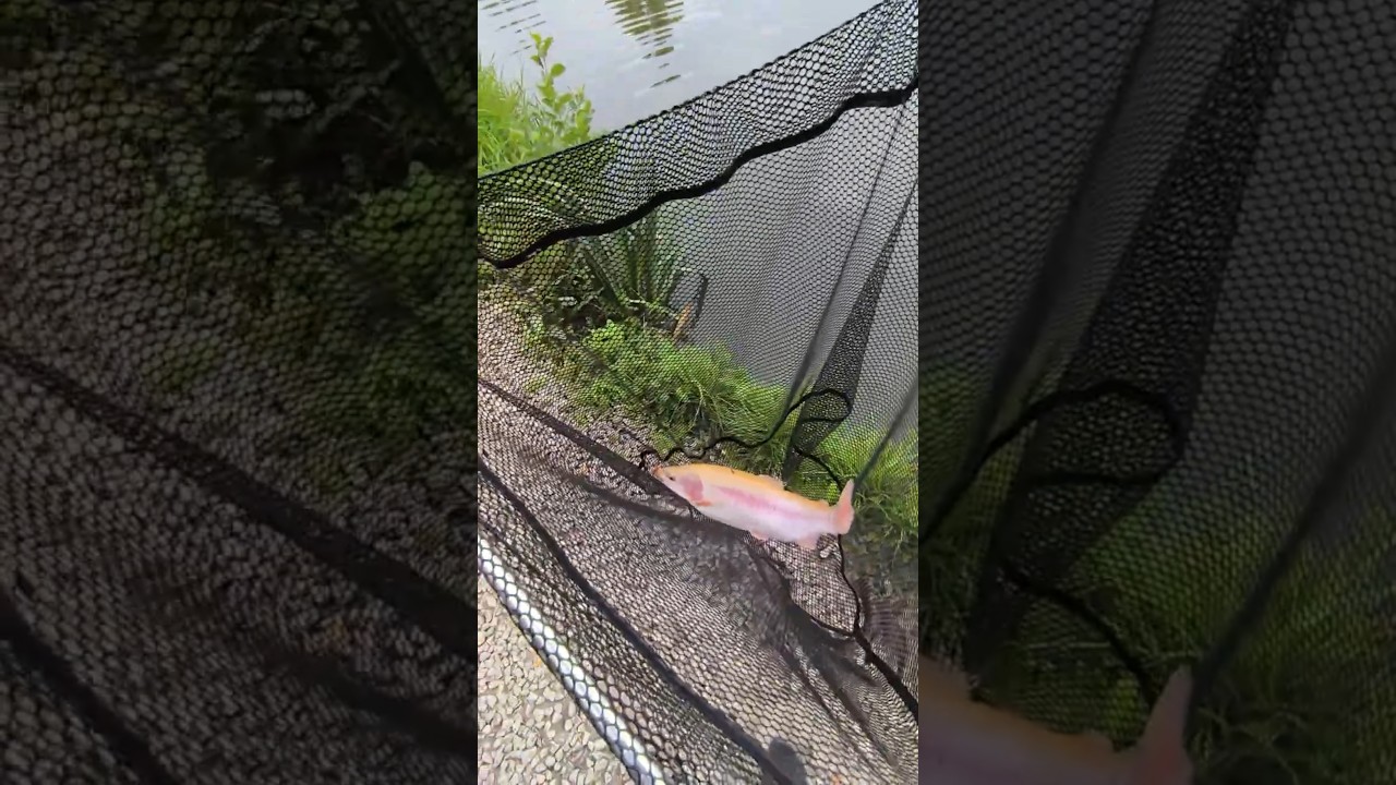 Forellen angeln mit Spoon im Angelparadies Herrhausen