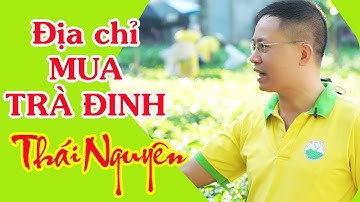 Trà Đinh Thái Nguyên | Chè Tân Cương Thái Nguyên