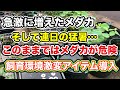 【メダカ初心者】急激に増えたメダカ、そして連日の猛暑　このままではメダカが危険！飼育環境激変アイテム導入