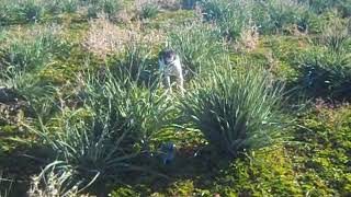 chiot pointer anglais top 2018