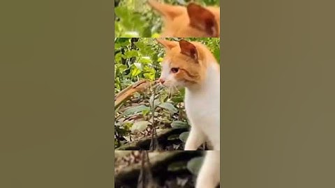 Why Cats Always Defeat Snakes 😼🐍 | Cat Reflex Power Explained