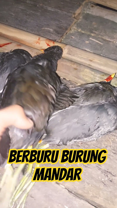 Berburu mandar malam hari #Mandar #Burungpelan