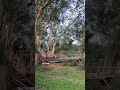Tree down. East Orlando. Bablonica Dr. Hurricane Helene. 9/26/2024. Behind Good Shepard Catholic S.