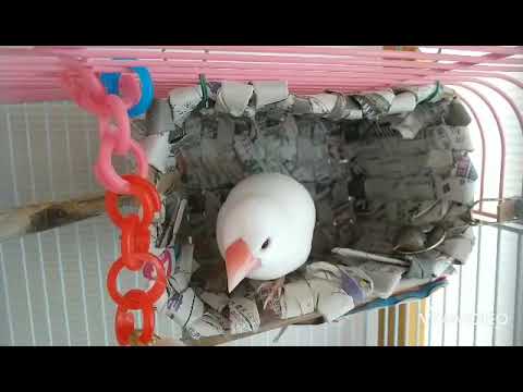 今日の文鳥さん「がっちゃんとれいちゃん」